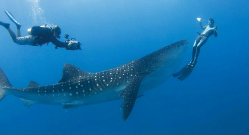 whale shark