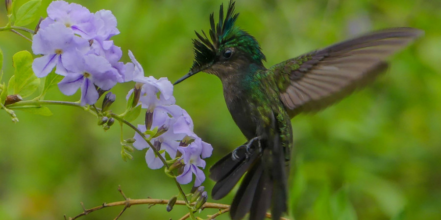 Tropical Bird