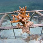 Coral Nursery in The Grenadines