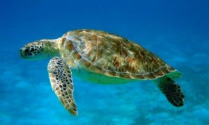 Sea Turle in The Grenadines