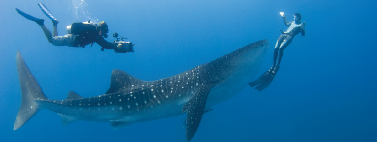 Scuba Diving in the Maldives