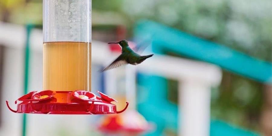 hummingbird