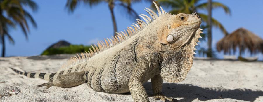 Iguana Palm Island