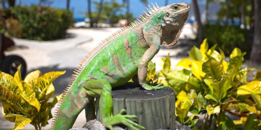 Iguana