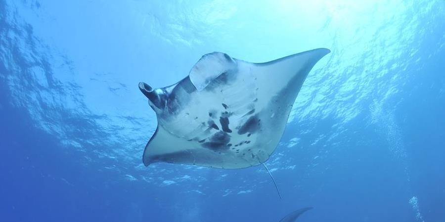 manta ray