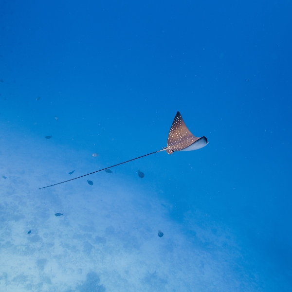 Manta Ray