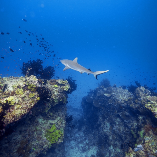 Whale Shark