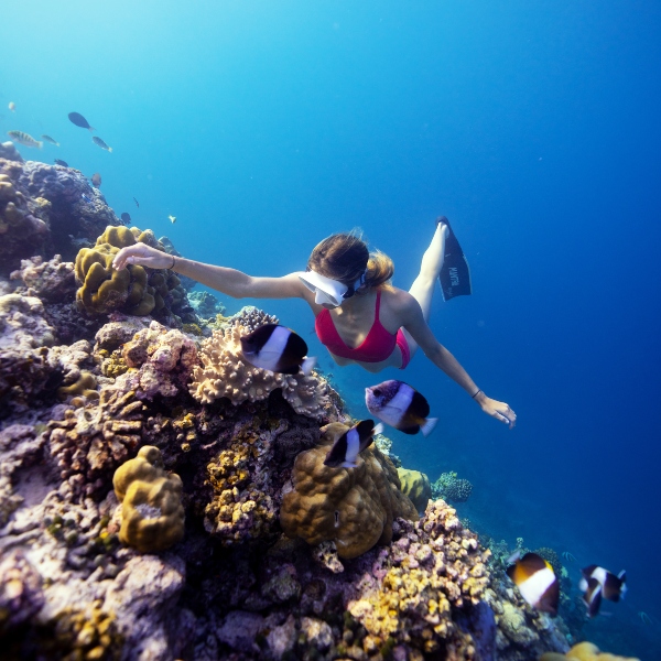 House Reef Snorkelling