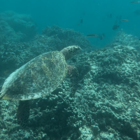 Snorkel at Hideaway Beach Resort